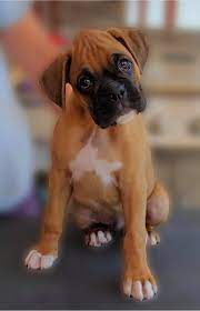 January 20 · boxer puppies for sale quesnel. Ebbneboxers Com