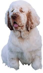 Image result for clumber španěl lov