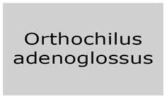 Image result for Orthochilus adenoglossus