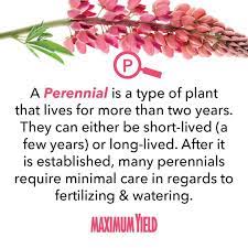 What Is A Perennial Definition From Maximumyield Perennials Types Of Plants Watering