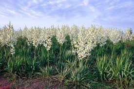 Image result for Yucca