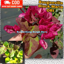 Jual Bugenvil Black Maria ORI/ Bougenville Black Maria/ Bogenvil Black  Maria