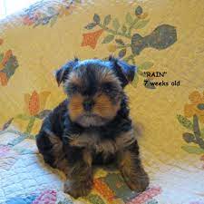 7 Week Old Yorkie Puppy Cute Animals Yorkie Puppy Puppies