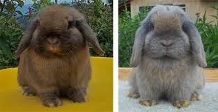 Holland Lop Rabbit Color Chart Holland Lop Rabbit Colors