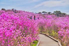 Maybe you would like to learn more about one of these? Destinasi Wisata Di Daegu Korea Selatan Romantis Untuk Solo Traveling Atau Bareng Pasangan