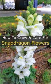 Pin On Flower Gardening