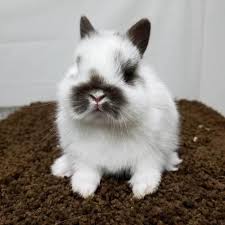 Baby Newborn Netherland Dwarf Rabbit Newborn Baby