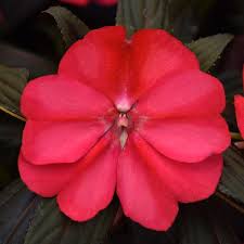 Image result for Impatiens keilii