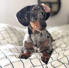 Maybe you would like to learn more about one of these? Dachshund Puppies For Sale Near Me Home Facebook
