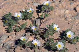 Image result for Monopsis stellarioides