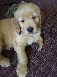 How much do golden retriever puppies cost? Golden Retriever Puppies Whiting Vt Bmo Show