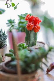 Reddit gives you the best of the internet in one place. 1 317 Moon Cactus Photos Free Royalty Free Stock Photos From Dreamstime