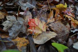 types of deer blood archives nock out lighted nocks