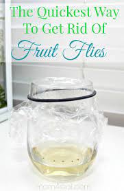 How To Get Rid Of Fruit Flies Or Gnats Tip Of The Day Mom 4 Real Fruit Flies Fruit Flies In House Fruit Fly Trap Diy