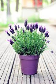 Spanish Lavender Plant Spanish Butterfly Lavender Plant In A Purple Pot Ad Plant Lavender Spanish Pot Purp Lavender Plant Spanish Lavender Plants