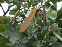 Image result for Isoberlinia angolensis