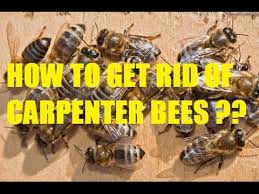 How do you stop carpenter bees? How To Get Rid Of Carpenter Bees Naturally Guaranteed Youtube