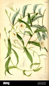 Image result for Xenostegia tridentata