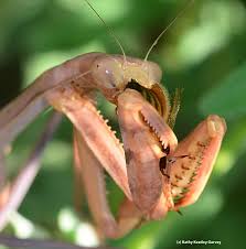 What do praying mantis eat? A Little Brown Carefully Wrapped Package In The Garden Bug Squad Anr Blogs