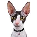 Cornish Rex Kittens for Sale & Cats for Adoption | Sweetie ...