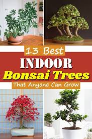 Shop thousands of indoor tree you'll love at wayfair. Pin On Bonsai