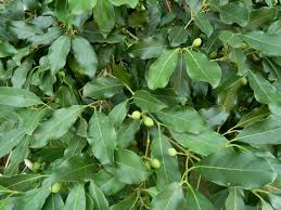 Image result for Chionanthus foveolatus
