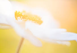 Over 5,903 golden hour lighting pictures to choose from, with no signup needed. Macro Photography Lighting The Ultimate Guide To Golden Hour Light