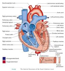 The Heart Is An Organ That Is Classically Described To Be The Size Of A Clenched Fist It Is Located Anteriorly In 2021 Heart Diagram Human Heart Anatomy Heart Anatomy