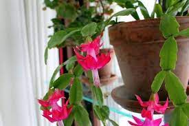November Brilliance The Thanksgiving Cactus Schlumbergera Truncate Kevin Lee Jacobs Thanksgiving Cactus Christmas Cactus Care Cactus Flower