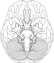 Educational Brain System Works Coloring Sheet Cranial Nerves Brain Anatomy Human Brain