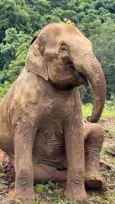 elephantnaturepark