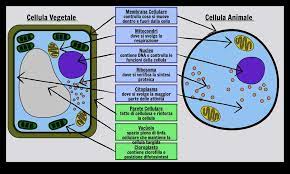 Learn about the different organelles in an animal cell! Plant And Animal Cells Play Jigsaw Puzzle For Free At Puzzle Factory