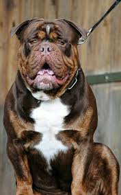 Old english bulldog old english bulldog chocolate tri animal. Pin By Norlis On Animals Olde English Bulldogge Bulldog Puppies English Bulldog Puppies