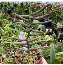 Image result for Diaphananthe stolzii