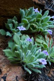 Image result for Crepidorhopalon