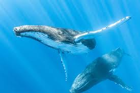 Image result for whale
