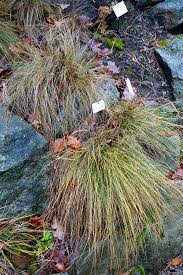 Image result for Harpachne