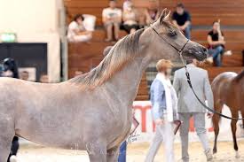 خيول عجمان تخطف الاضواء في بطولة ويلس الدولية ٢٠١٨ Horse Drawings Horses Arabians