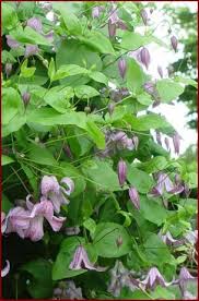 Check spelling or type a new query. Clematis Pagoda Clematis Texensis Pagoda Plant Lust