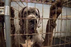 This information was collected by the american veterinary medical. Proposed Bill Would Ban N H Pet Stores From Selling Puppies Kittens Rabbits New Hampshire Public Radio