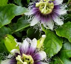 Gardening 101 Passionflower Gardenista