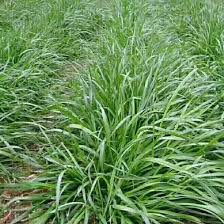 Image result for Lolium multiflorum