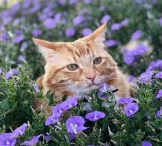 50 Flower Names For Cats Cats Cat Noises Little Kittens