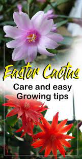 How To Care For Easter Cactus Growing Easter Cactus In A Container Easter Cactus Cactus Care Christmas Cactus Plant