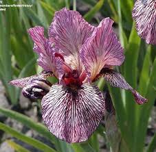 Ab Iris Germanica Oyez White 1938 Iris Flowers Iris Garden Iris