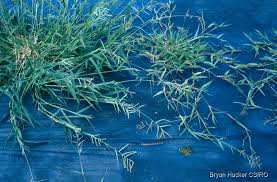 Image result for Urochloa villosa