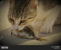 May 30, 2020 · small cats eat almost no fish in the wild. Fish Eating Cats Image Photo Free Trial Bigstock