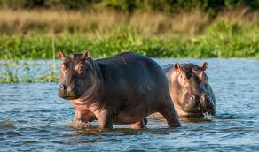 Yet there are so many species to celebrate. 11 Fascinating Nile River Plants And Animals Britannica