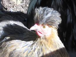 my topknot bantam hen chickens bantam animals