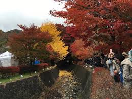 Maples Corridor At Kawaguchi Ko 2021 November Events In Yamanashi Japan Travel